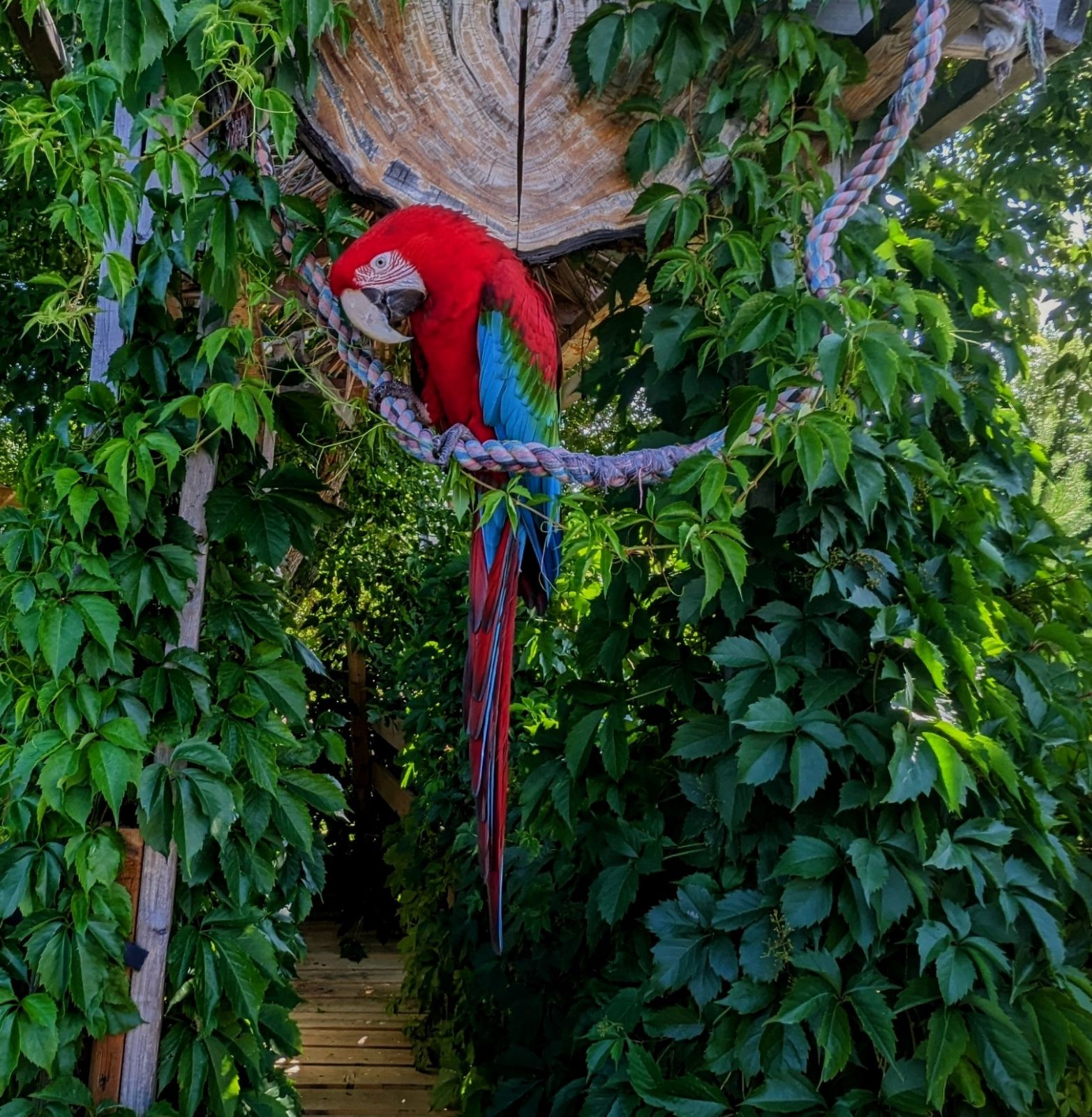 Matilda - Green Winged Macaw - 13 years young